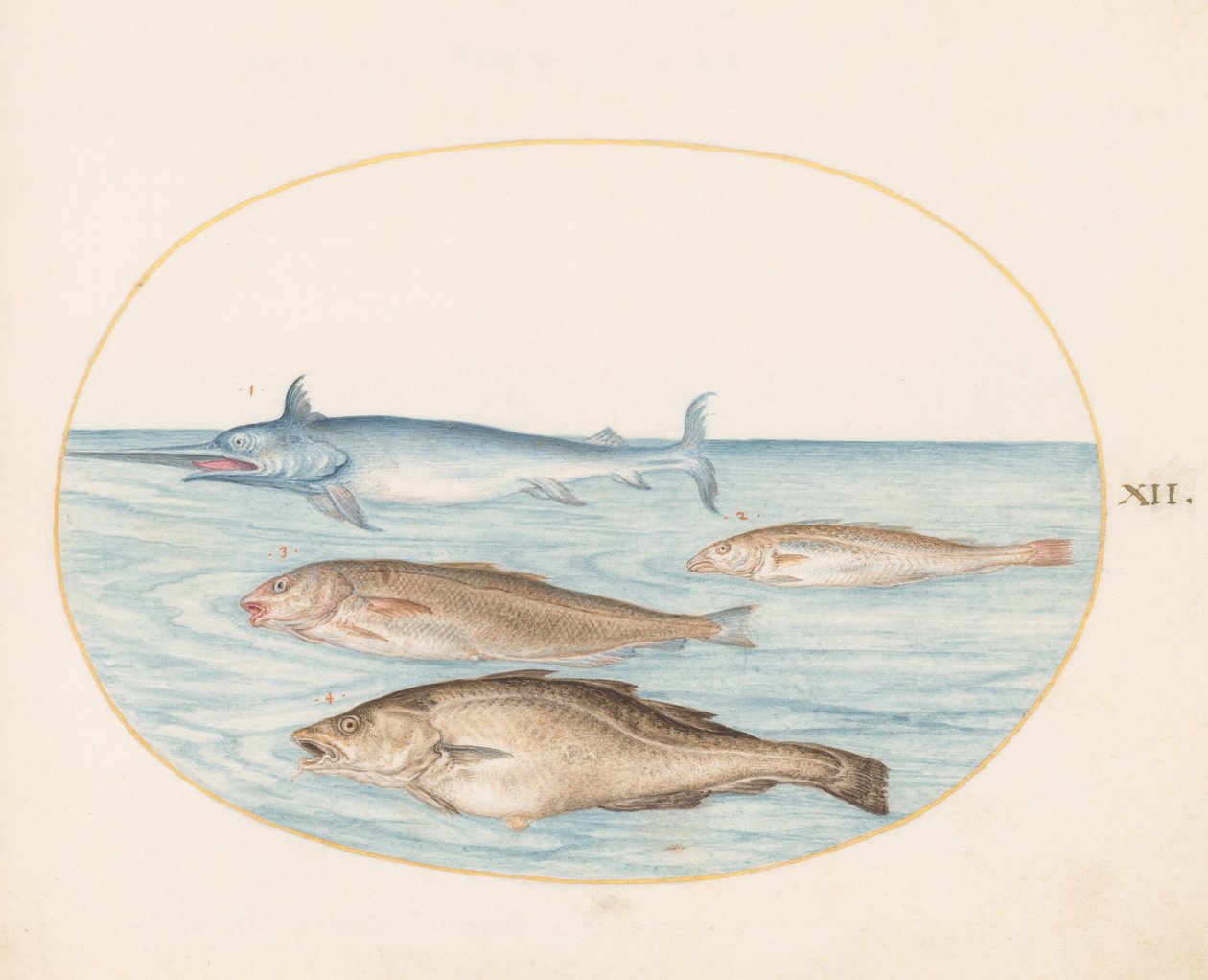 Fisk, ca. 1575-80 av Joris Hoefnagel
