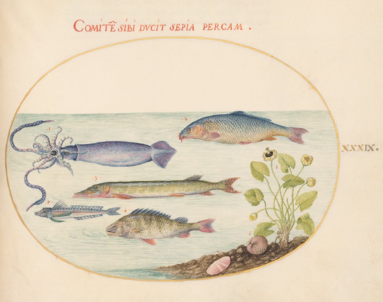 Fisk, ca. 1575-80 av Joris Hoefnagel