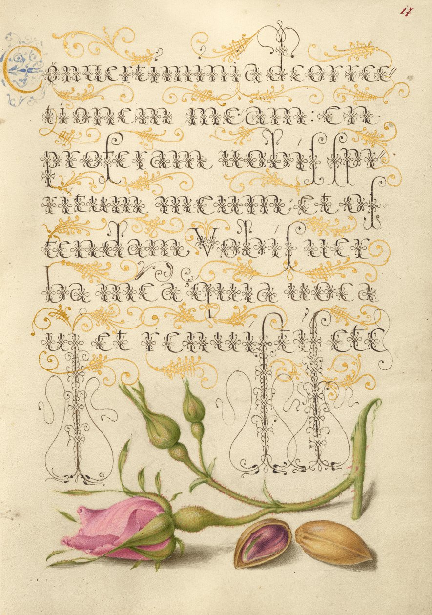  av Joris Hoefnagel