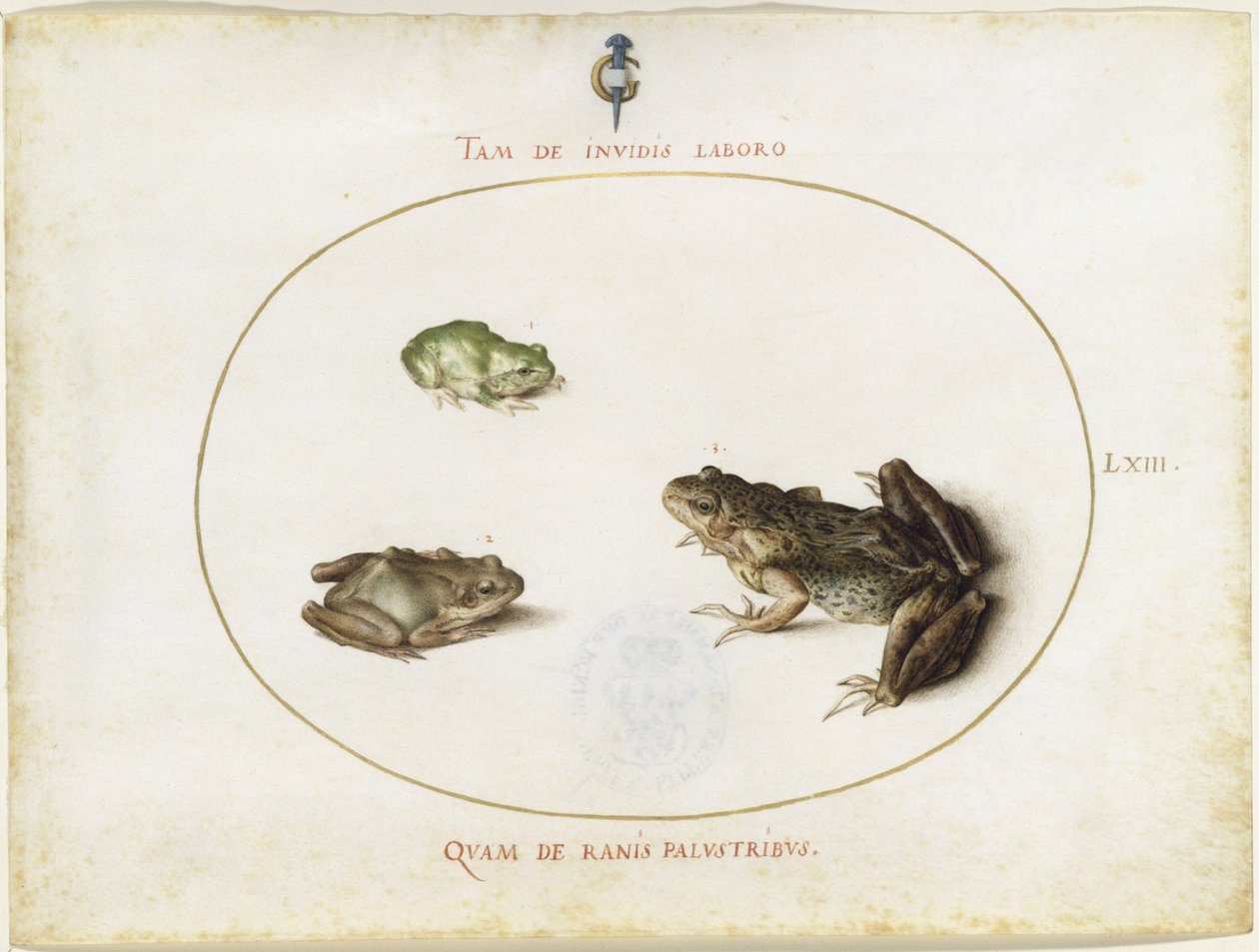 Frosker, plate LXIII (gravert serie I, 7) av Joris Hoefnagel