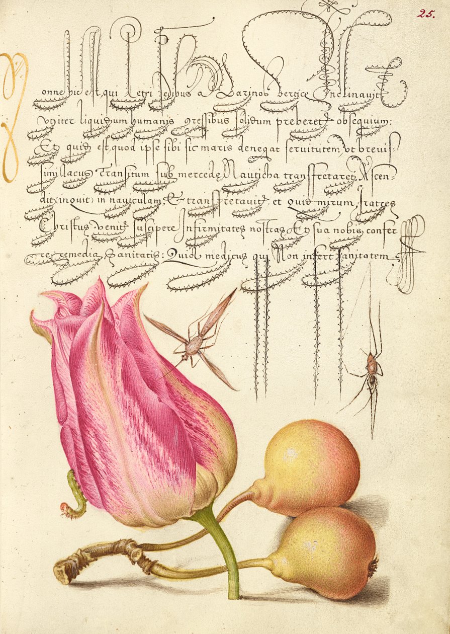  av Joris Hoefnagel