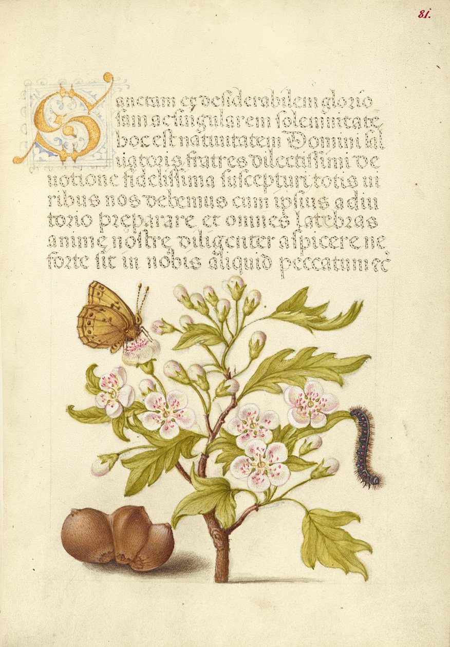  av Joris Hoefnagel