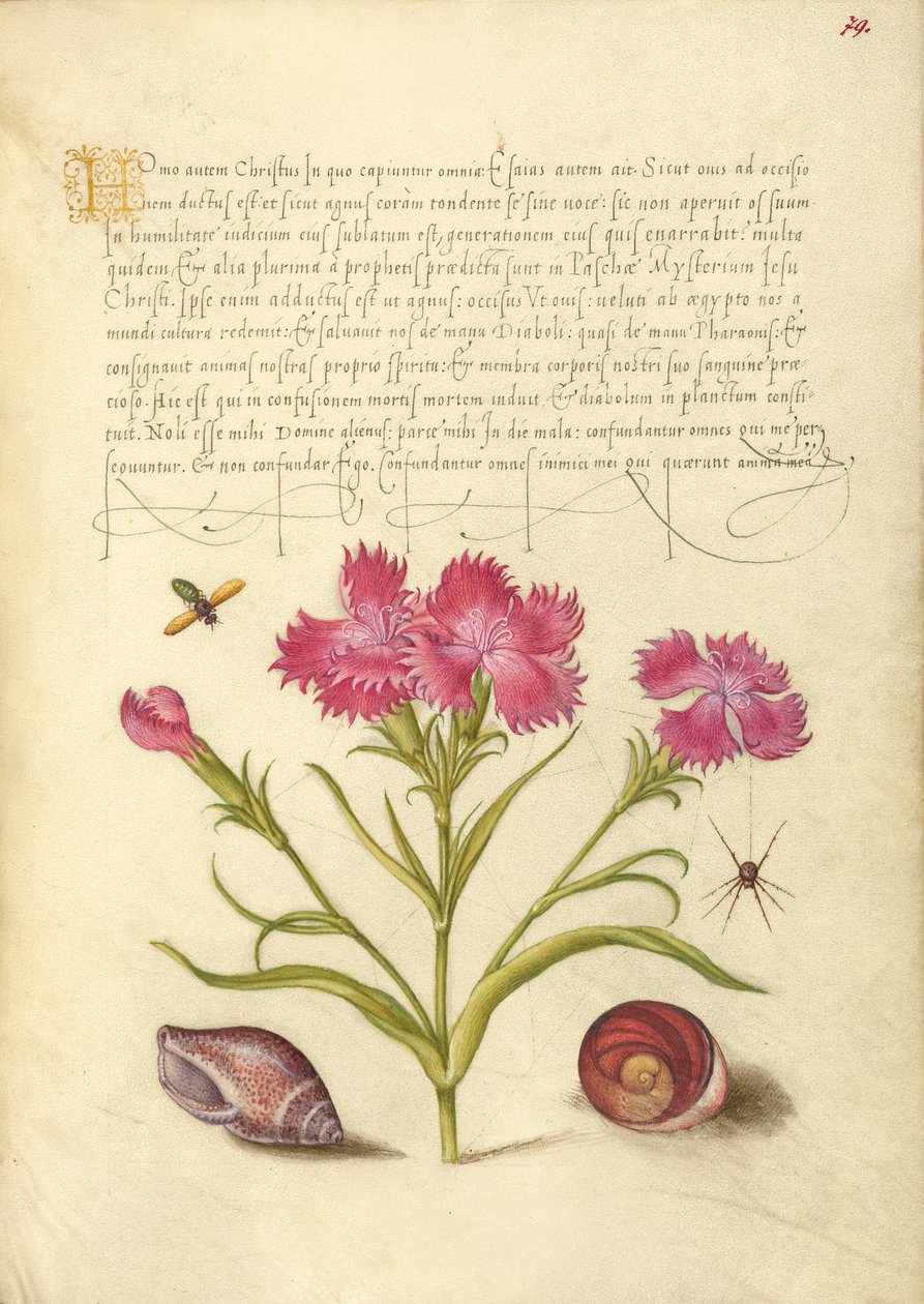  av Joris Hoefnagel