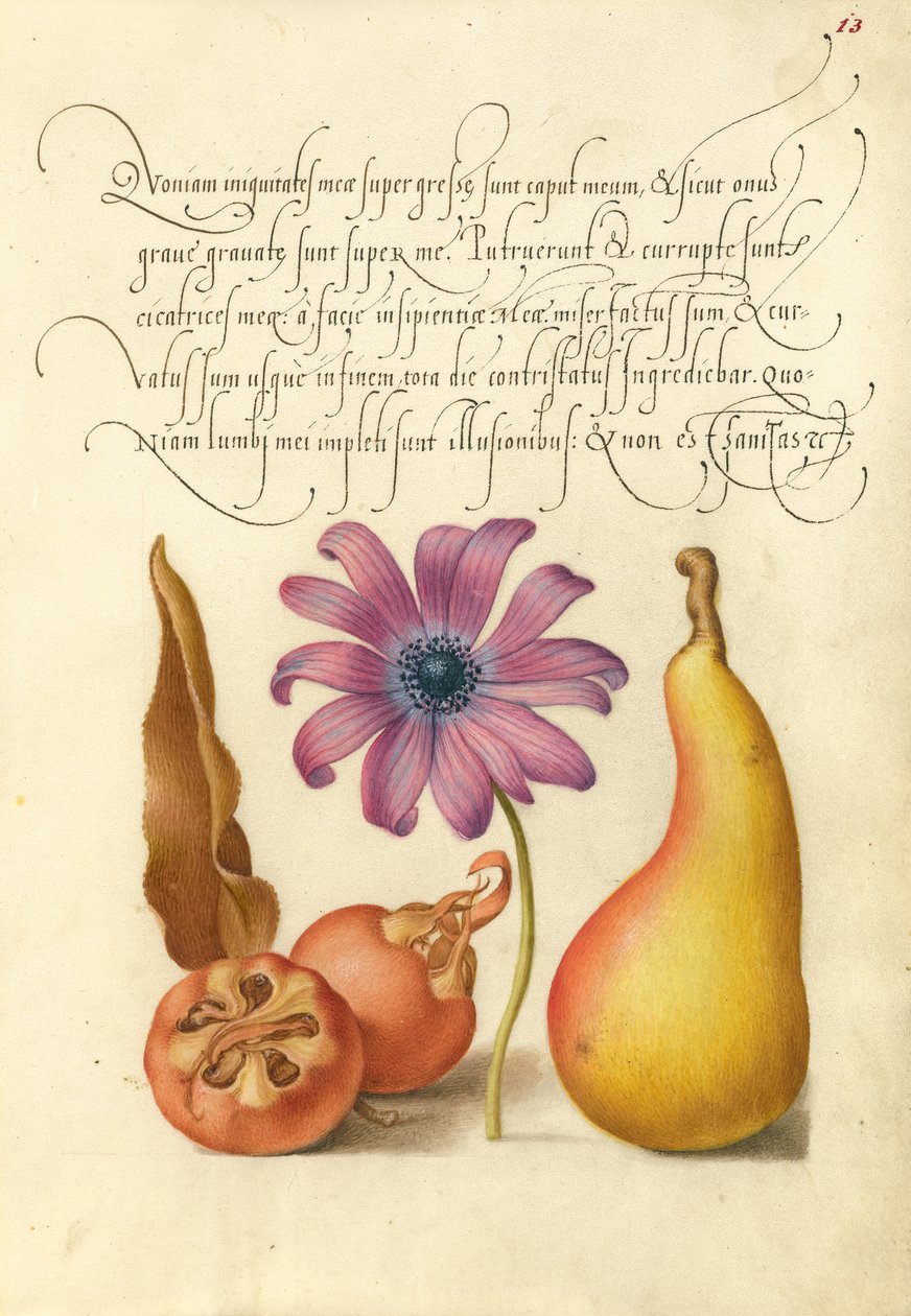  av Joris Hoefnagel
