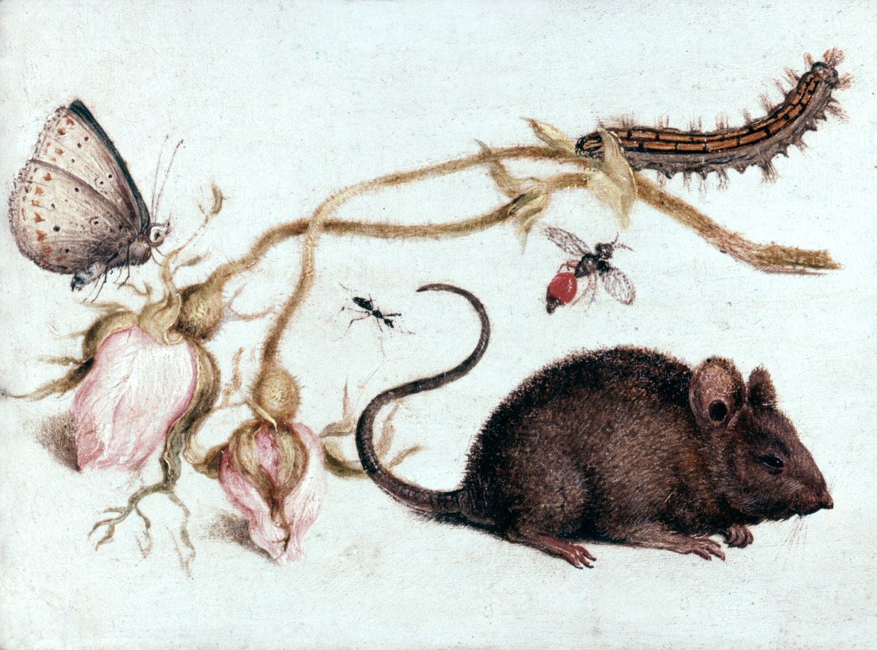 Mus, blomst og insekt, 1500-tallet. av Joris Hoefnagel