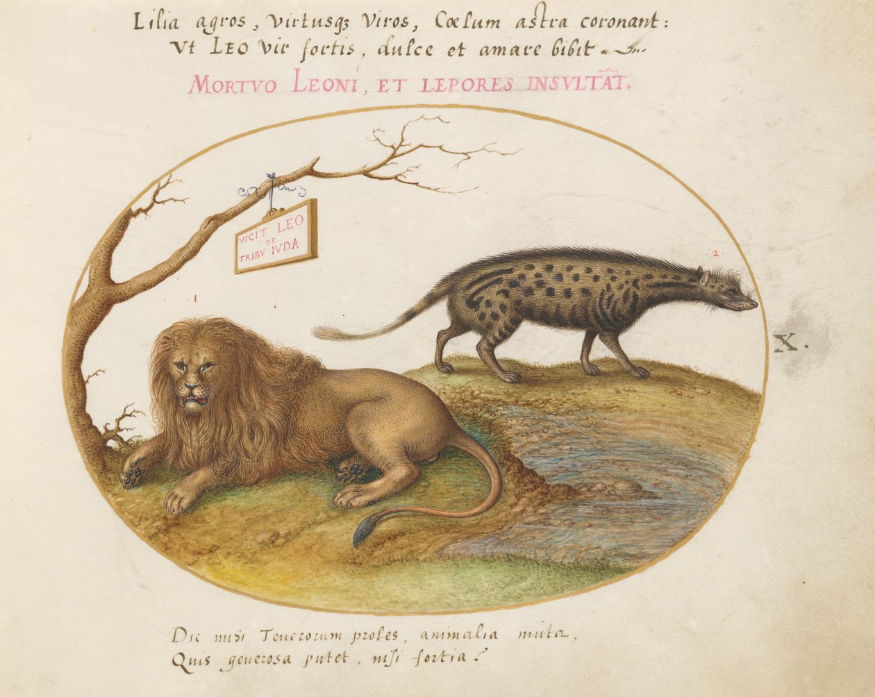 Plate 10: En løve og en sivetkatt av Joris Hoefnagel