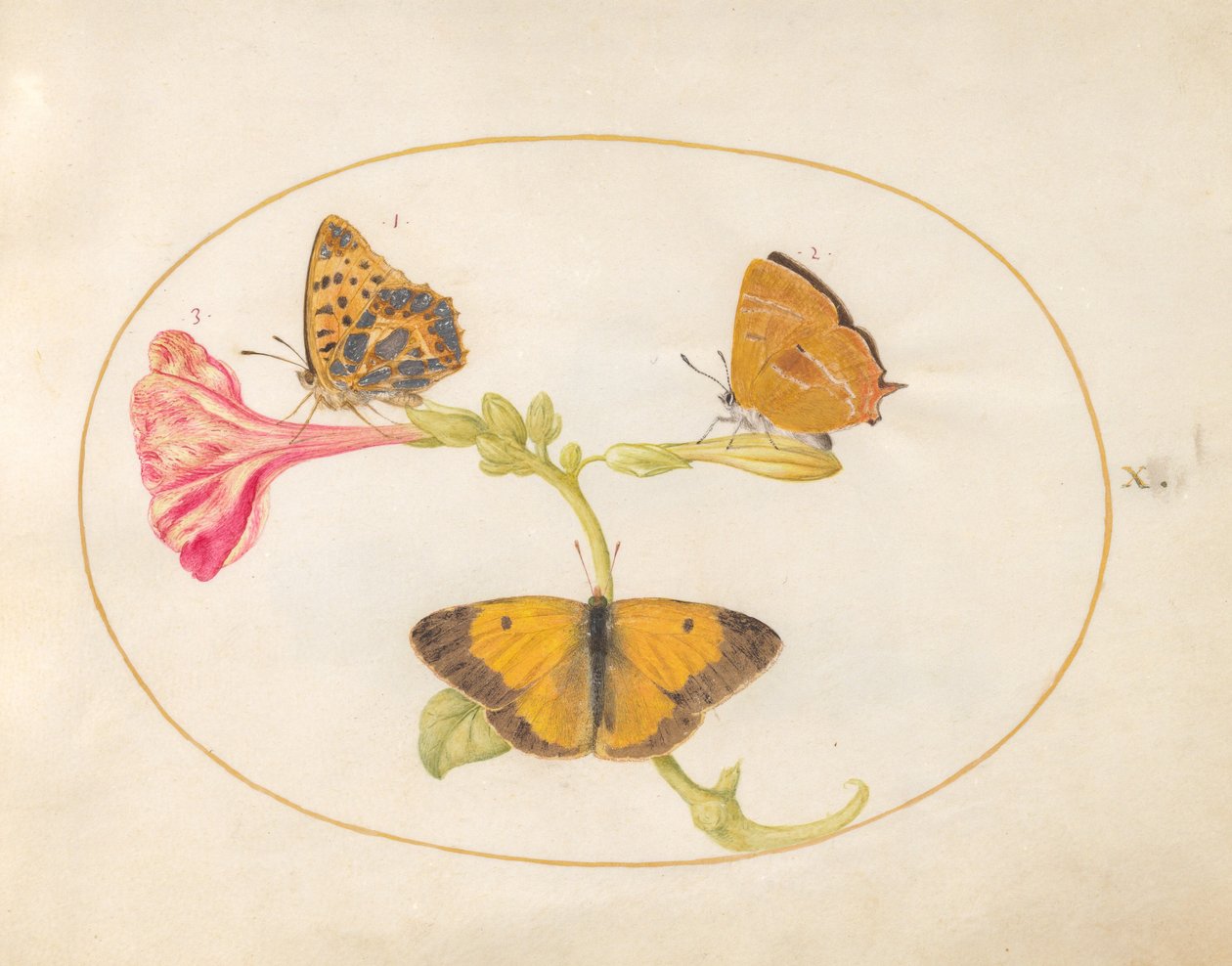 Plate 10: Brun hårstripe, sølvvasket fritillary og skyede gule sommerfugler på en fire-klokkeblomst av Joris Hoefnagel