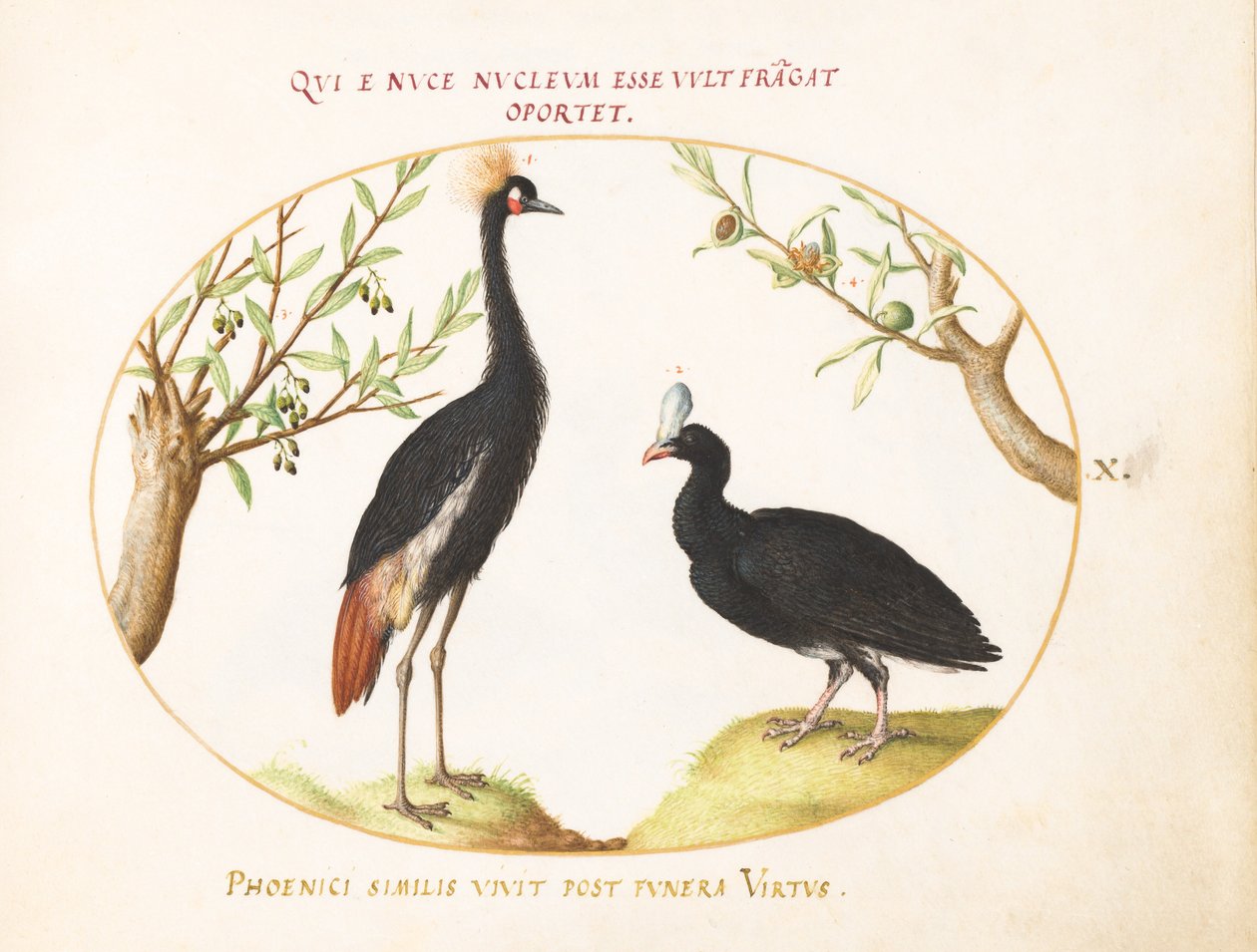 Plate 10: Grey Crowned Crane og Helmeted Curassow av Joris Hoefnagel