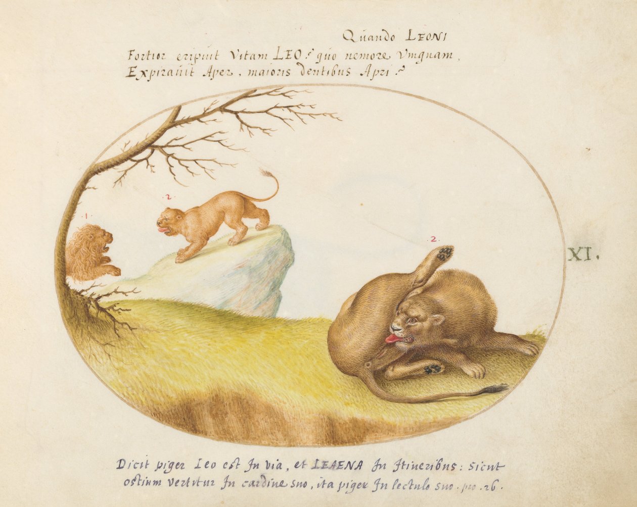 Plate 11: En løvinne med to løver i bakgrunnen av Joris Hoefnagel
