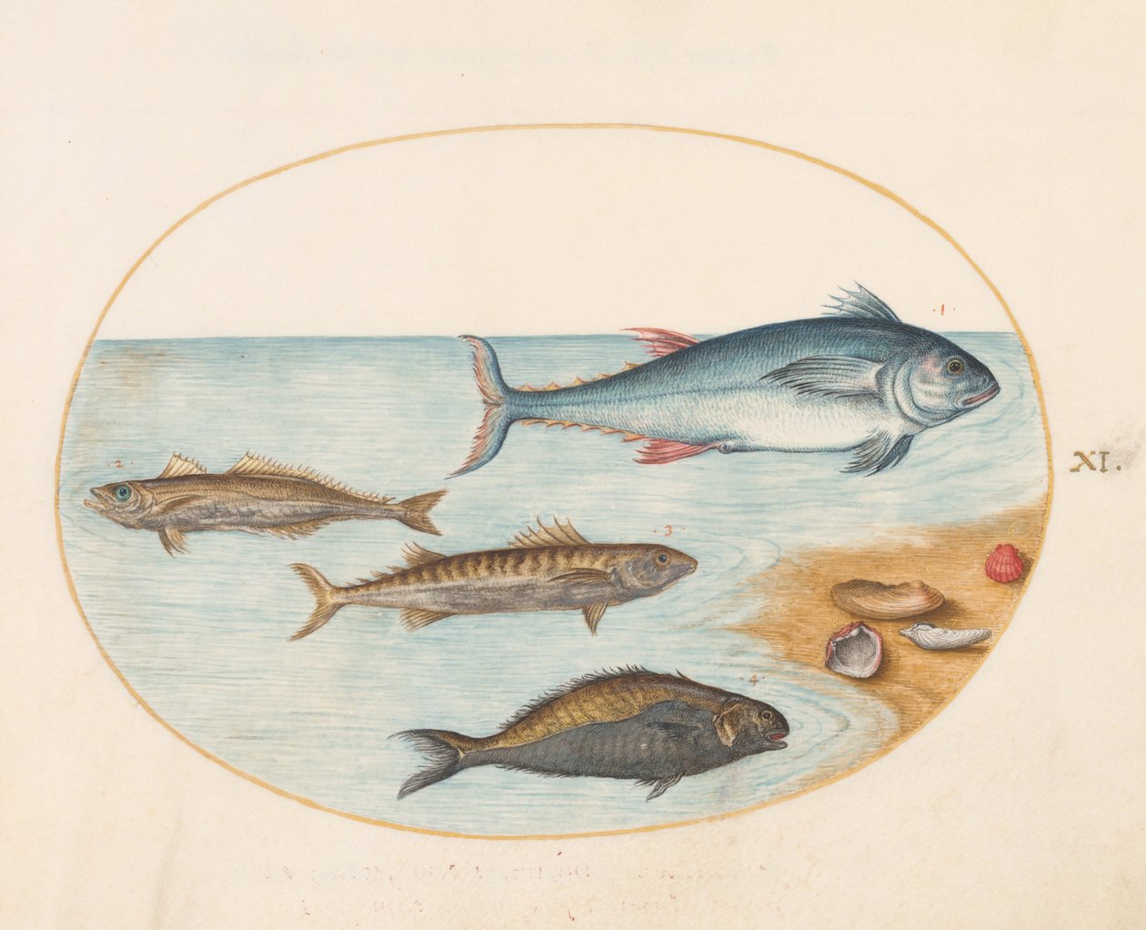 Tavle 11: Fire fisk og skjell av Joris Hoefnagel