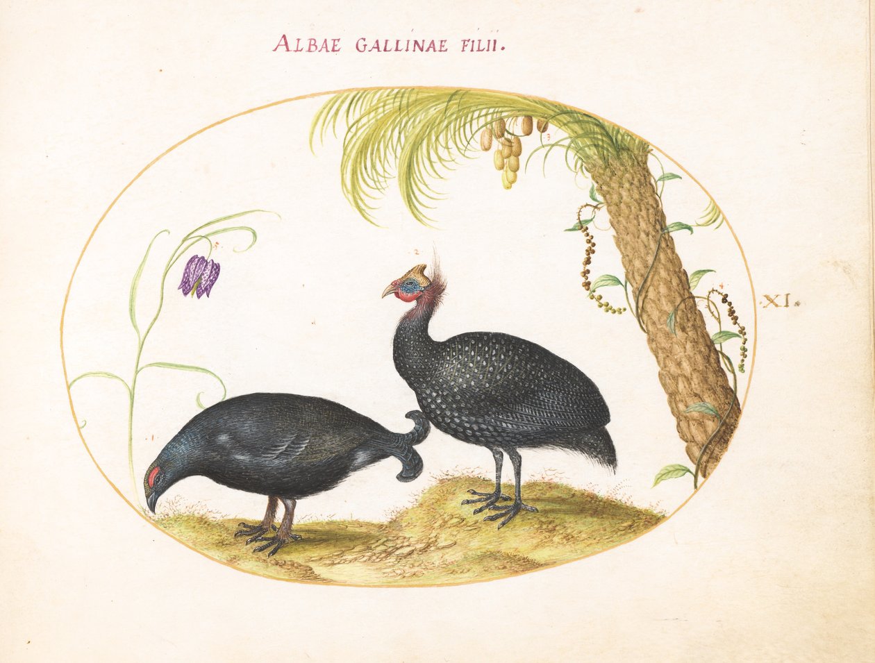Plate 11: Perlehønepar med palmetre og fritillaria av Joris Hoefnagel