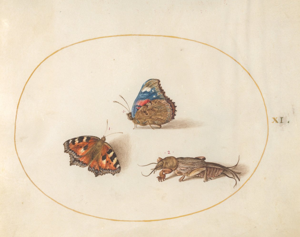 Plate 11: Små skilpaddeskall og røde admiralsommerfugler med en føflekkricket av Joris Hoefnagel