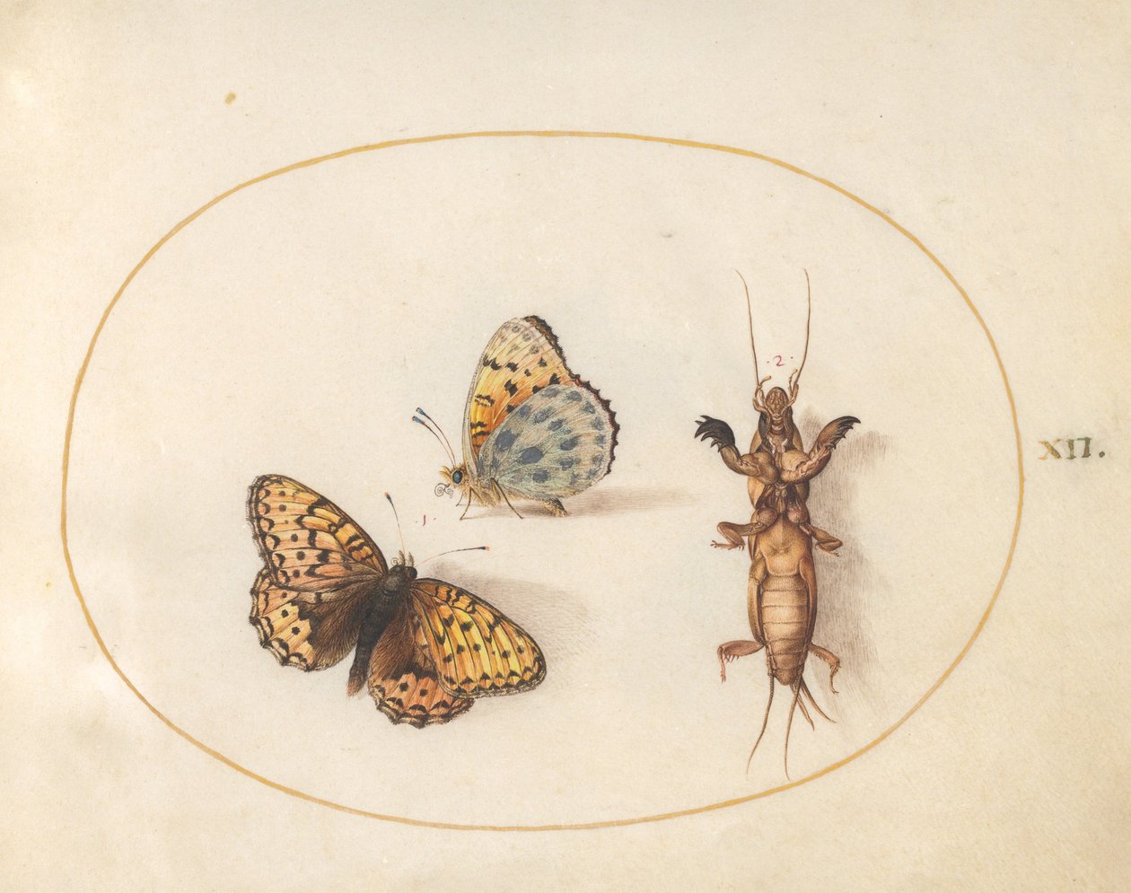 Plate 12: To utsikter av en sommerfugl (sølvkantet fritillary?) og en føflekk-cricket av Joris Hoefnagel