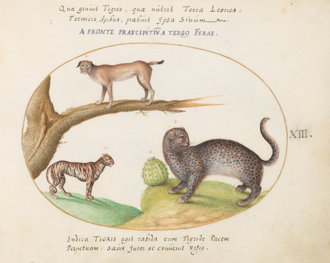 Plate 13: En tiger, en gaupe og en Jaguar(?) av Joris Hoefnagel