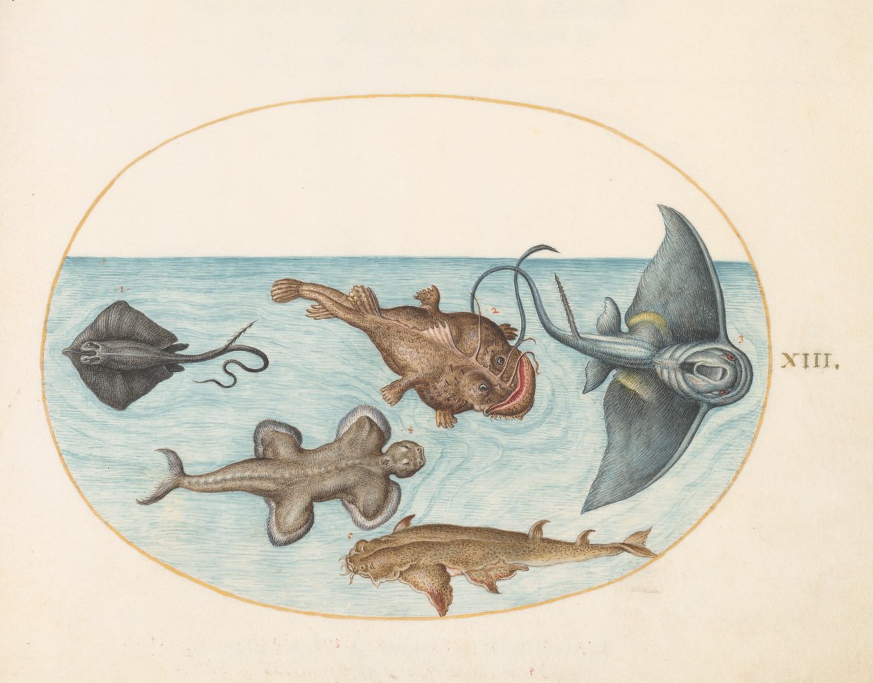Plate 13: To rokker, en breiflabb, en breiflabb(?) og en englehai av Joris Hoefnagel