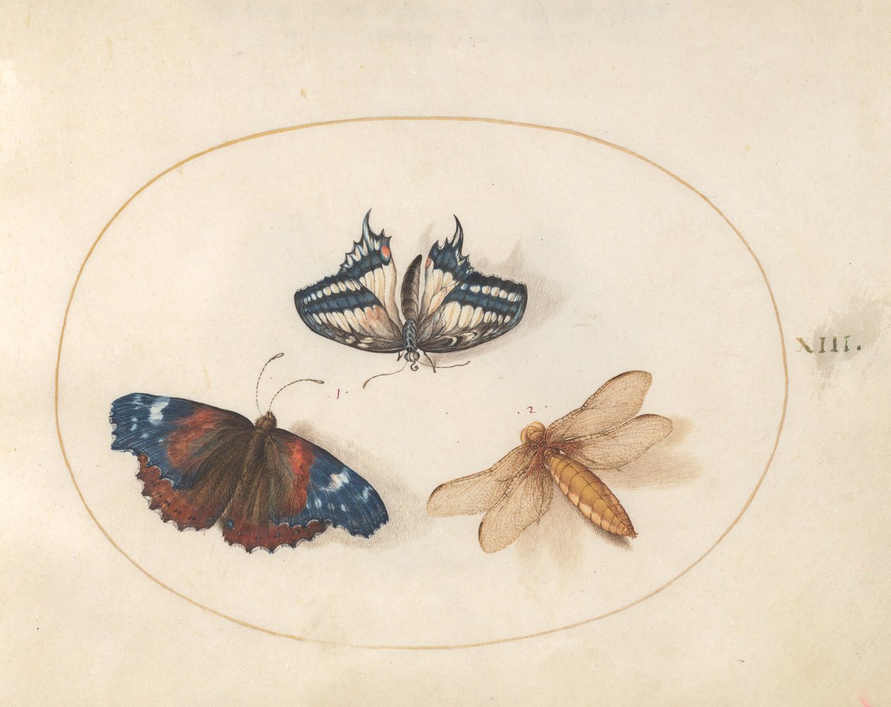 Plate 13: Gul svalehale og røde admiralsommerfugler med øyenstikker (bredkroppsjager?) av Joris Hoefnagel