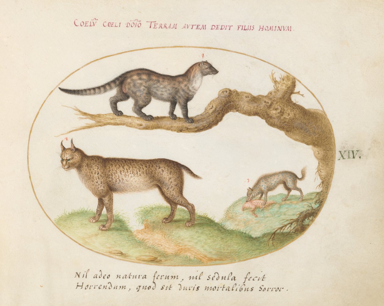 Plate 14: En sivet, en gaupe og en hyene av Joris Hoefnagel