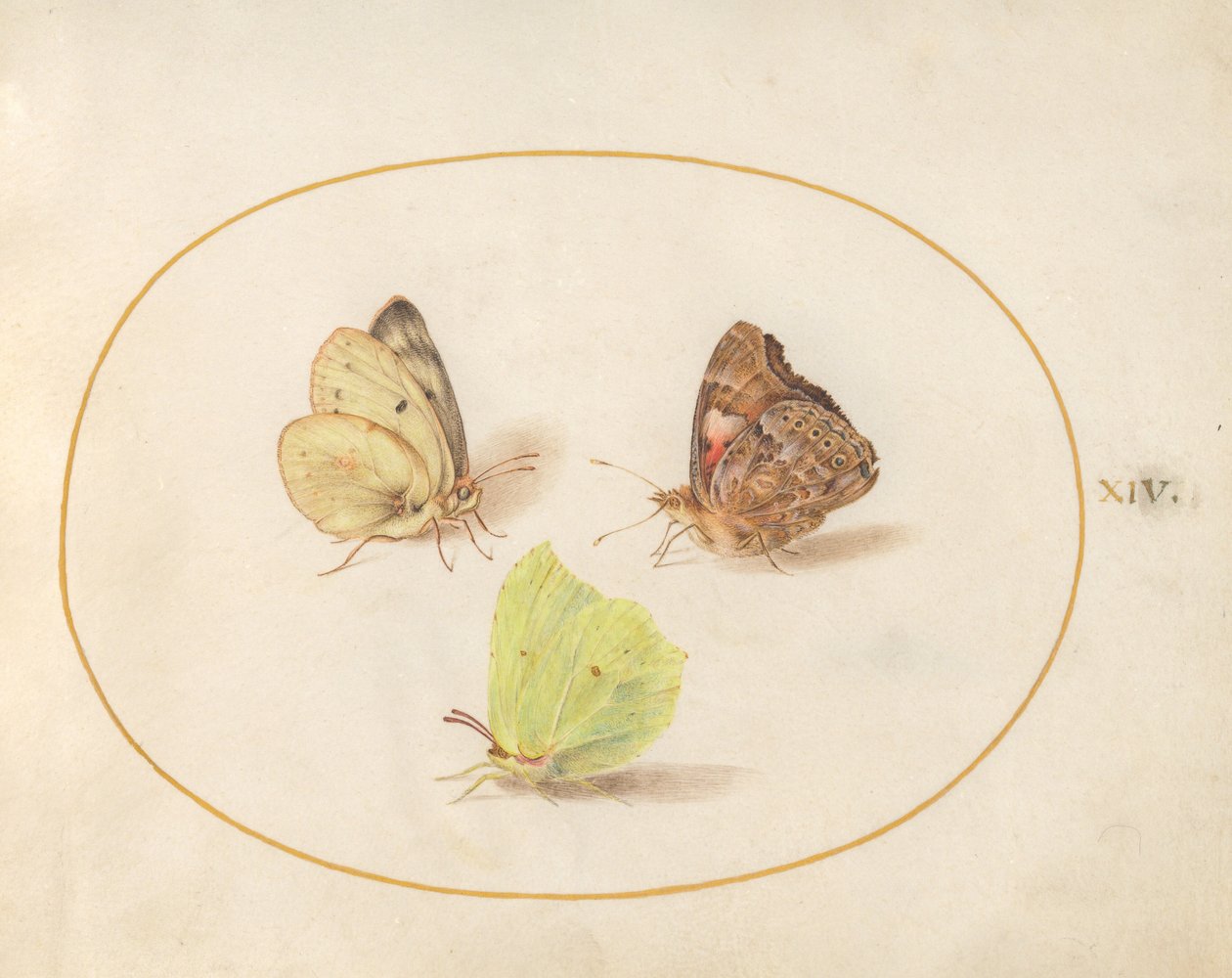 Plate 14: Vanlig svovel, rød admiral og skyede gule sommerfugler av Joris Hoefnagel