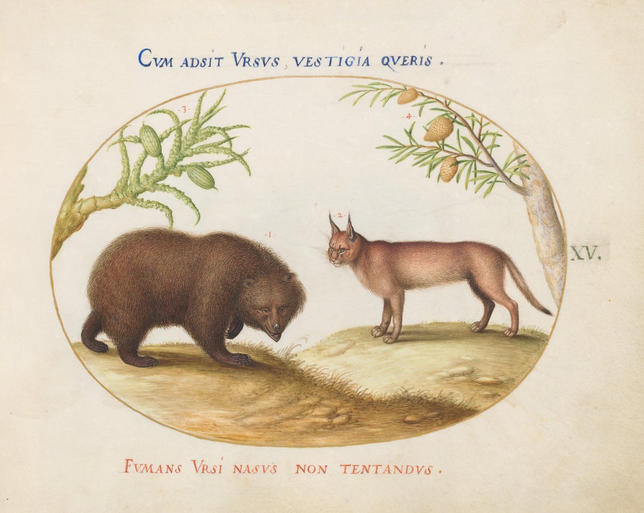Plate 15: En bjørn og en gaupe(?) av Joris Hoefnagel