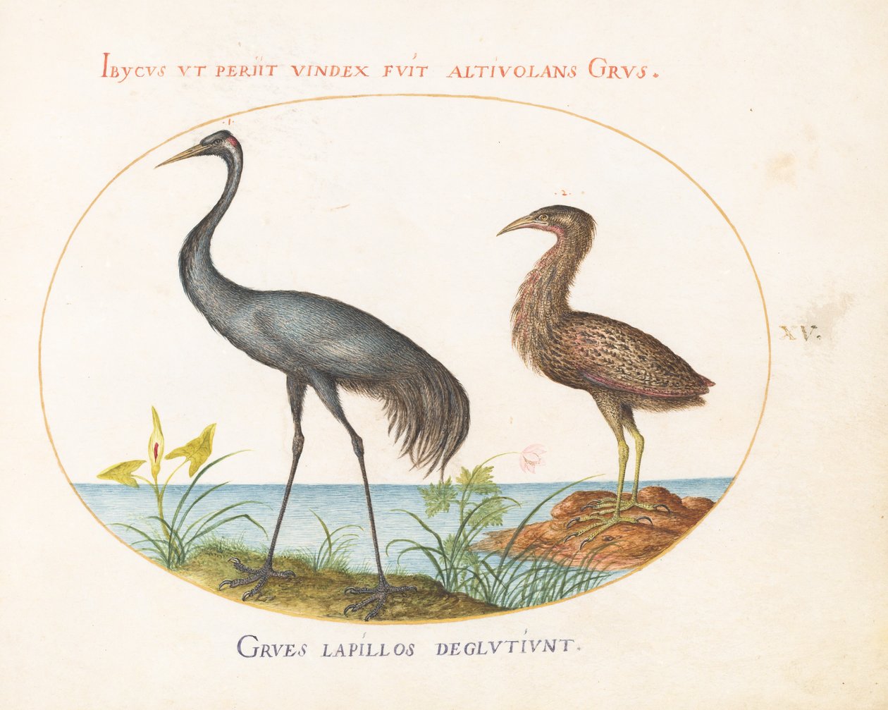 Plate 15: Crane and Bittern(?) av Joris Hoefnagel