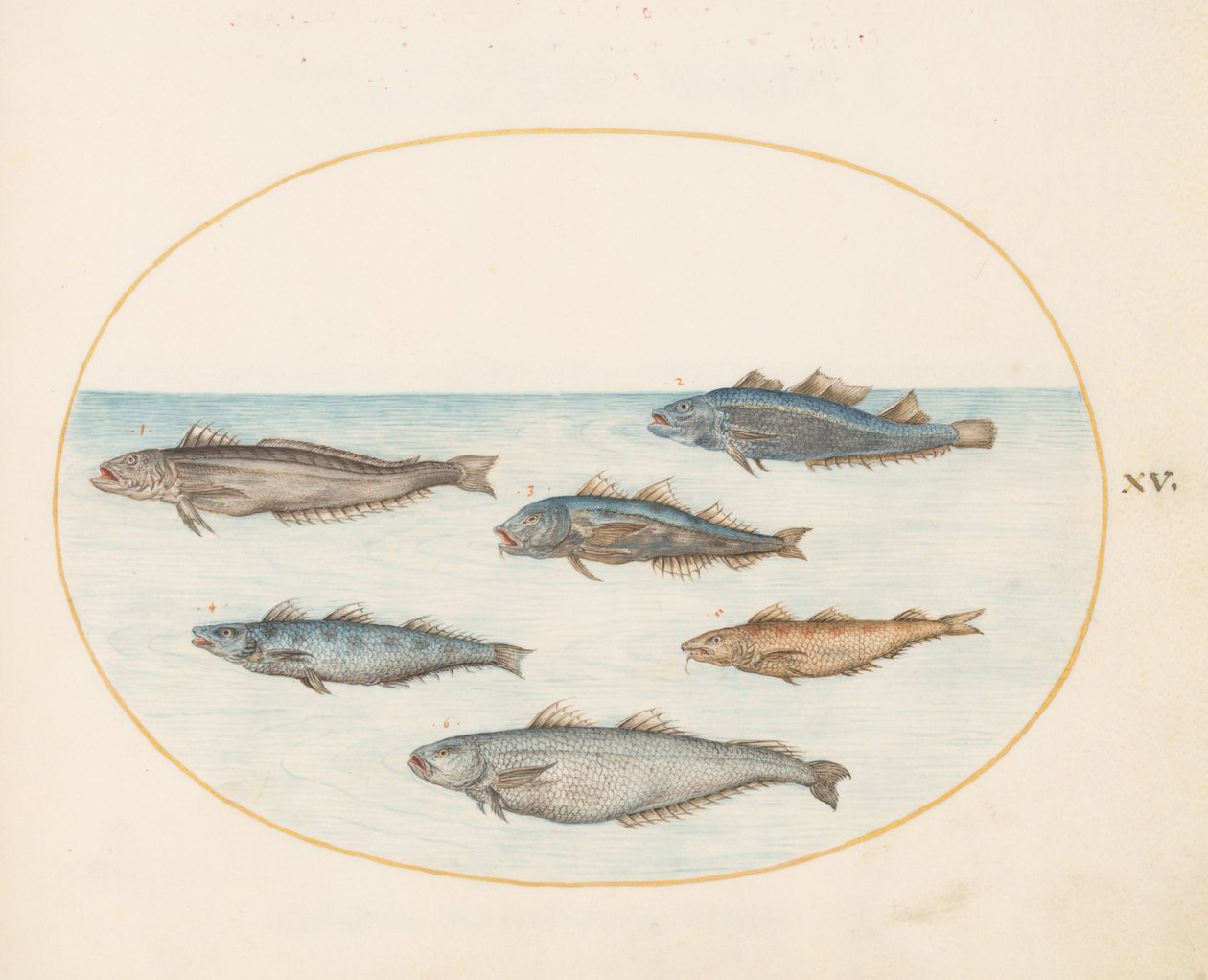 Tallerken 15: Seks "slange" fisk (torsk?) av Joris Hoefnagel