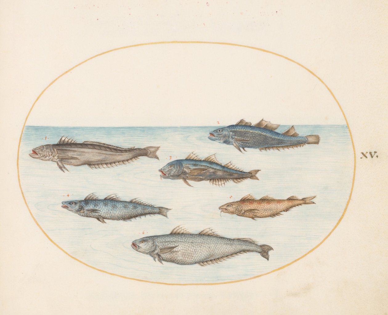Tavle 15: Seks "Asellorum"-fisker (torsk?) av Joris Hoefnagel