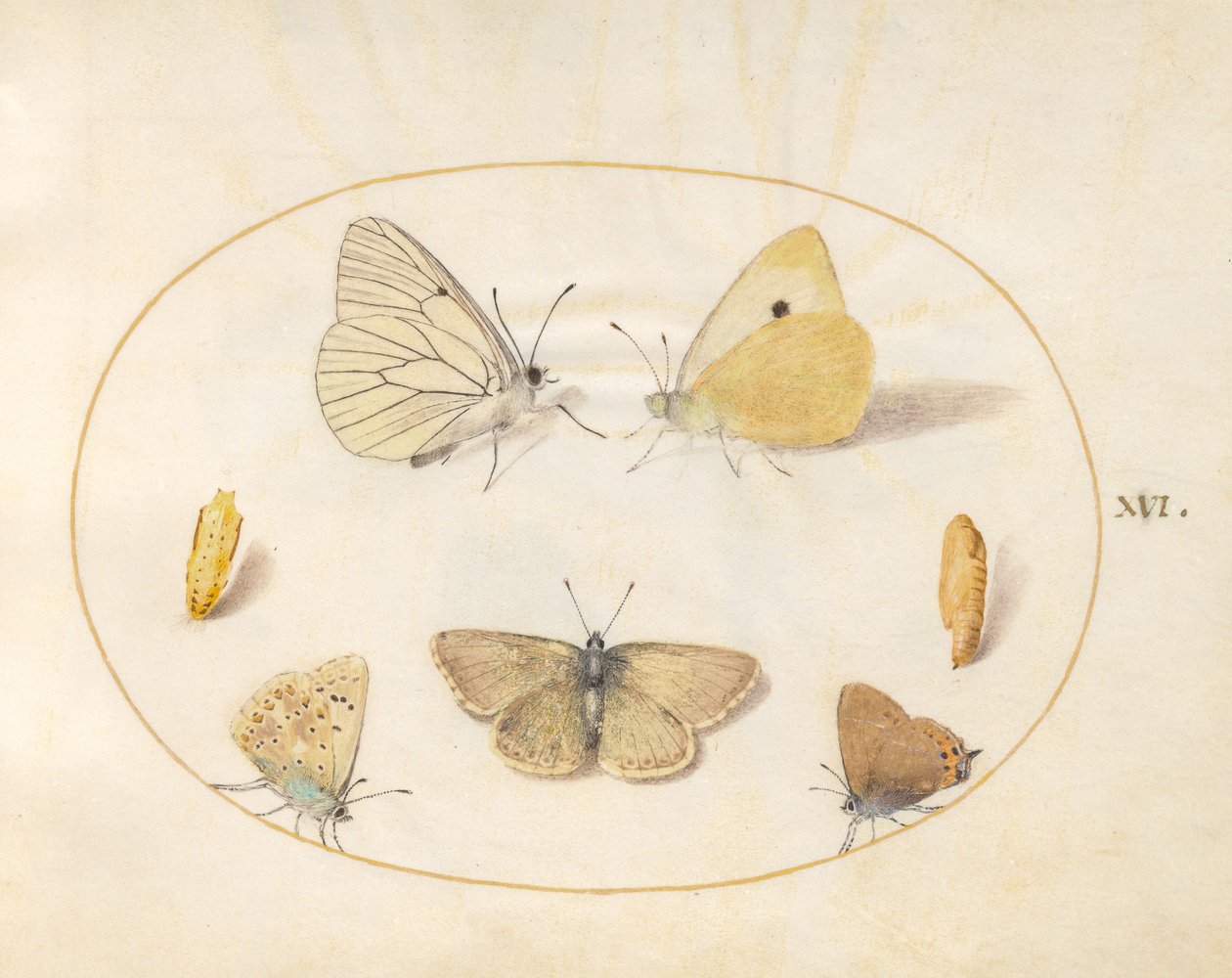 Plate 16: Sort-årede hvite, skygule, svarte hårstriper(?) og Geranium Argus(?) sommerfugler med to krysalider av Joris Hoefnagel
