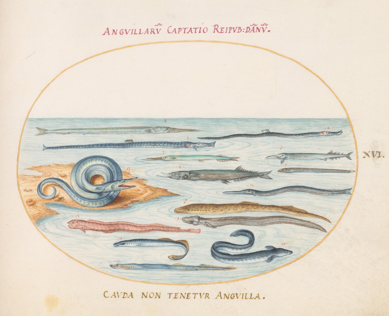 Plate 16: Ål, Pipefish og Needlefish av Joris Hoefnagel