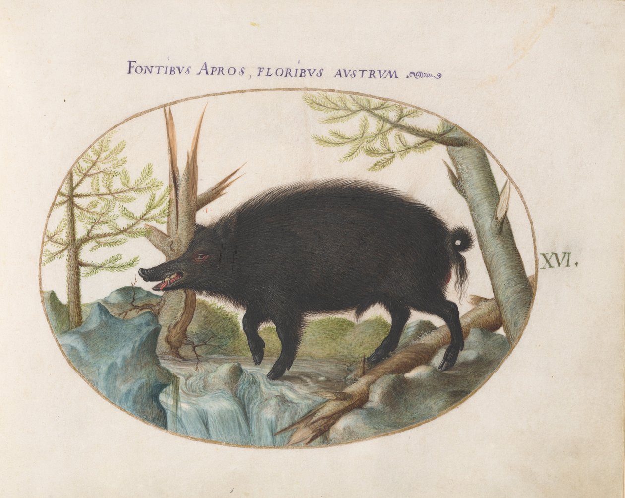 Plate 16: Villsvin av Joris Hoefnagel