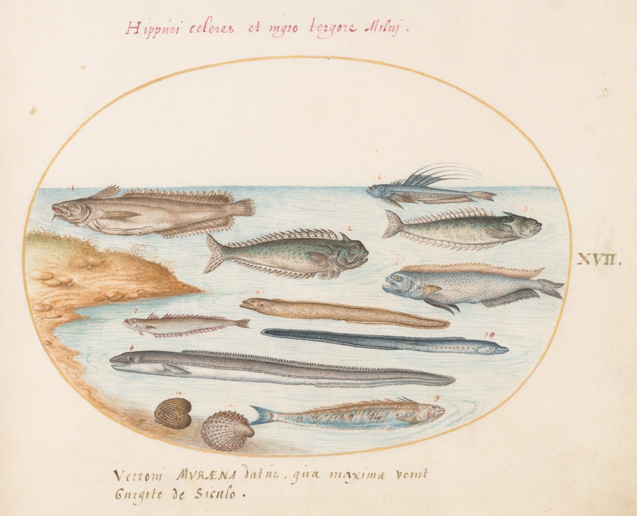 Tallerken 17: En torsk, gressfisk, ål og annen fisk av Joris Hoefnagel