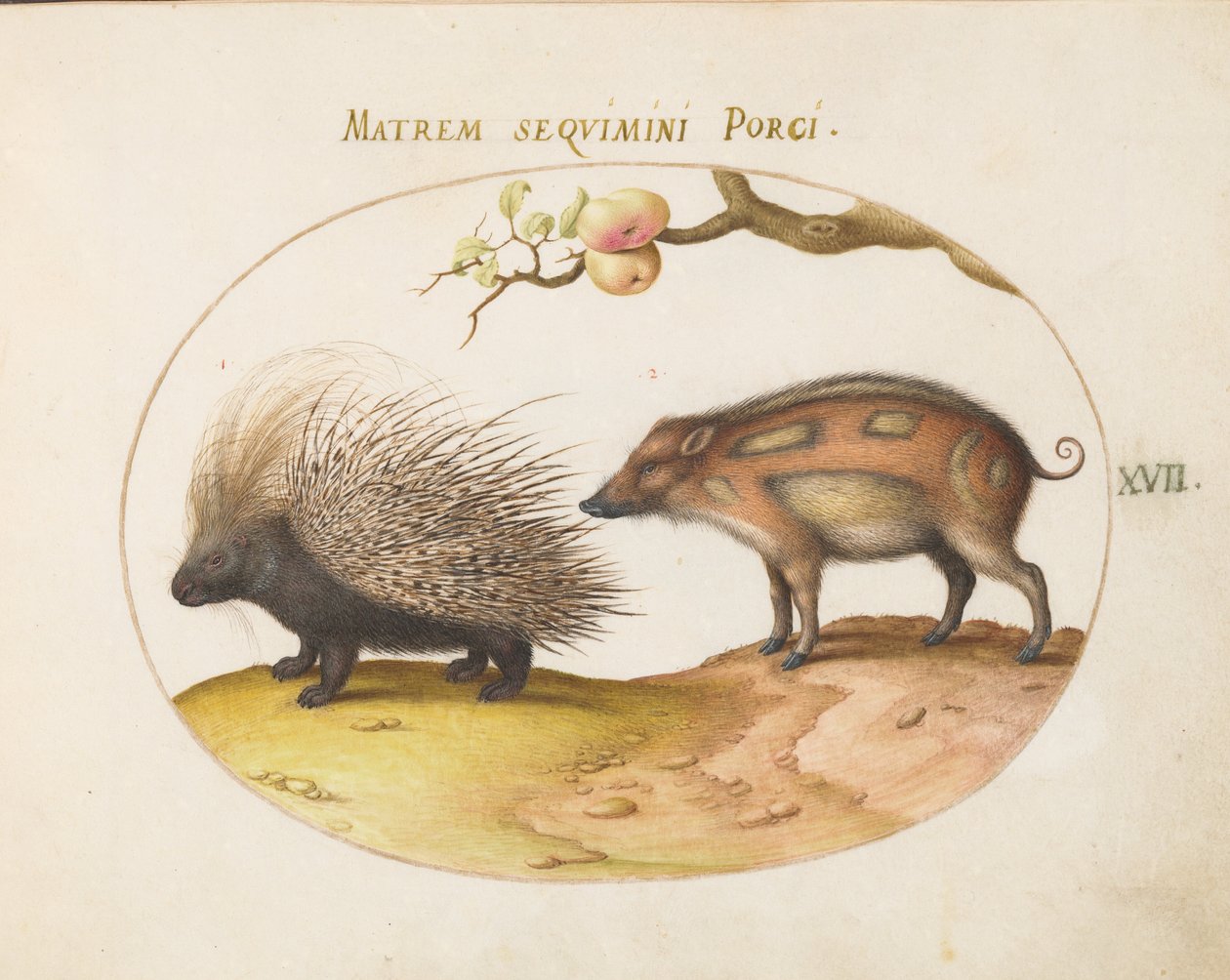 Plate 17: Crested Porcupine and Wild Pig   1223814   no       norwegian Successfully Translated  Original: Figure study for the Castle of the Maidens(?), from The Quest of the Holy Grail (a series of 15 paintings for the Boston Public Library, completed in av Joris Hoefnagel