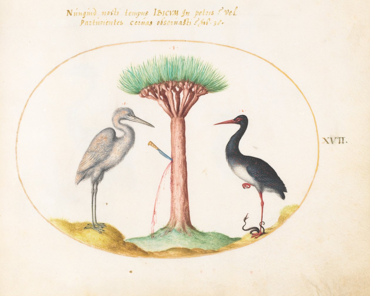 Plate 17: White Heron(?) og Black Stork Killing a Snake with a Dragon