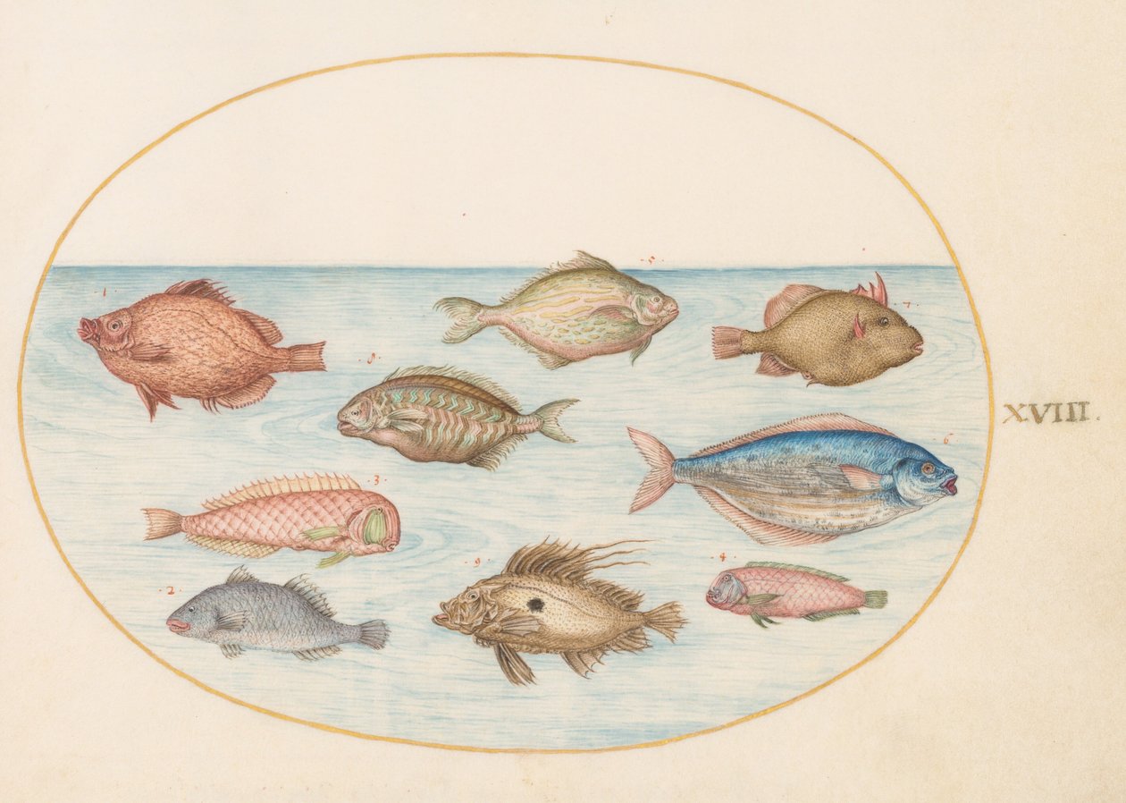 Tavle 18: svinefisk, knivfisk, smørfisk, en sanktpetersfisk og andre fisk av Joris Hoefnagel