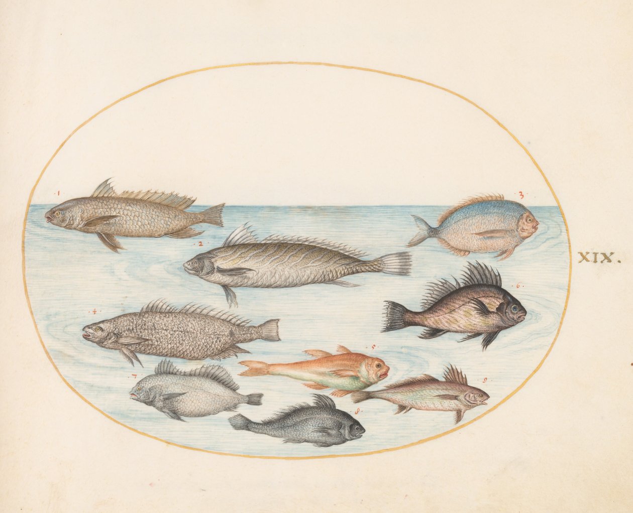 Plate 19: A Damselfish and Other Fish, inkludert to "Coracinis" av Joris Hoefnagel