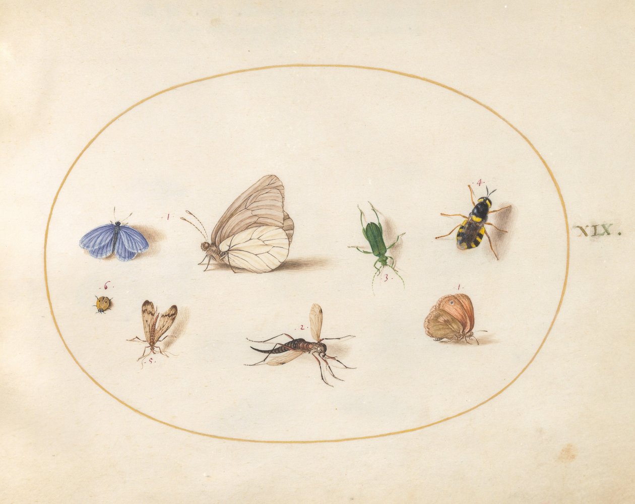 Tavle 19: to sommerfugler med fem andre insekter av Joris Hoefnagel