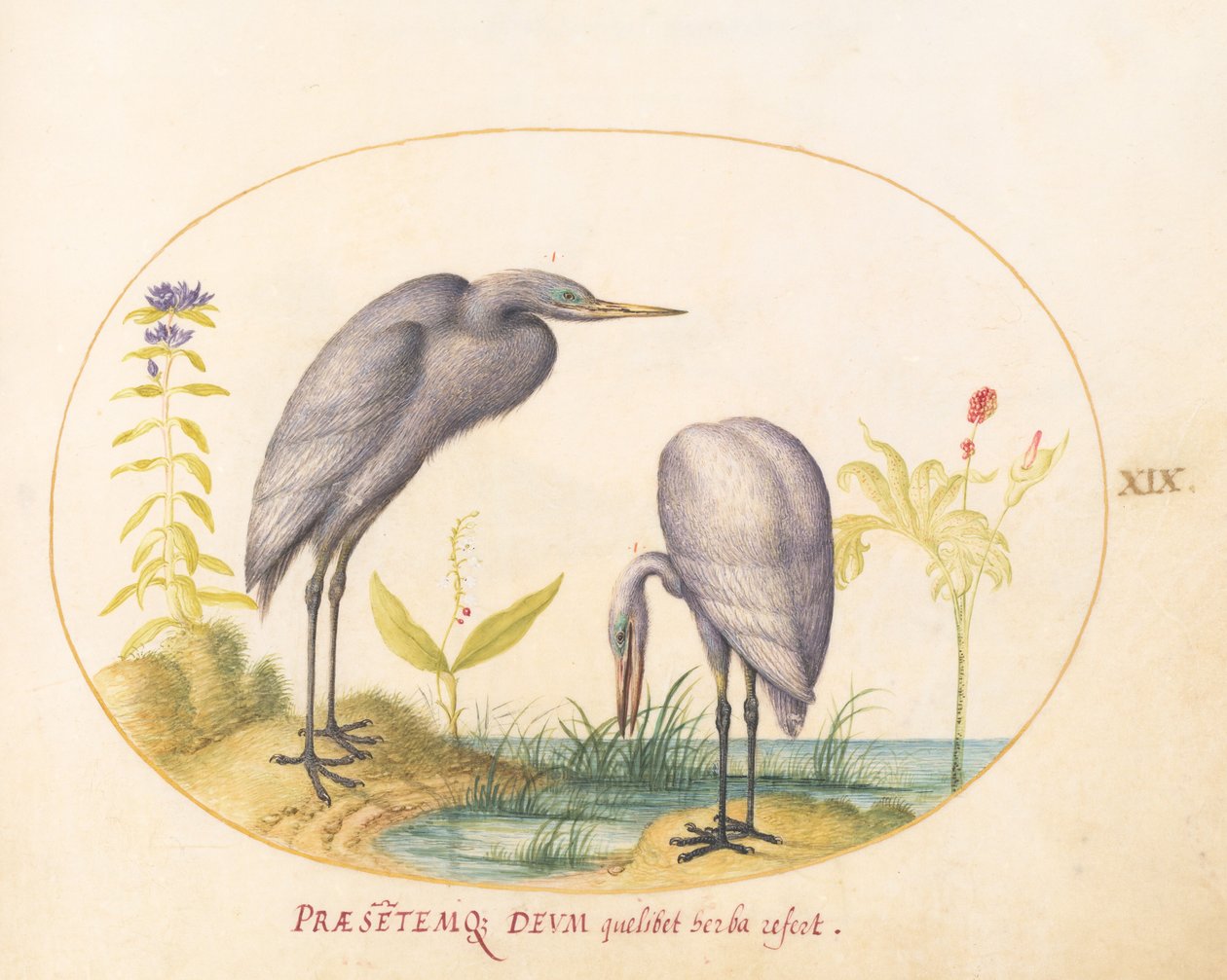 Plate 19: To store egrets med grønne avlsmasker av Joris Hoefnagel