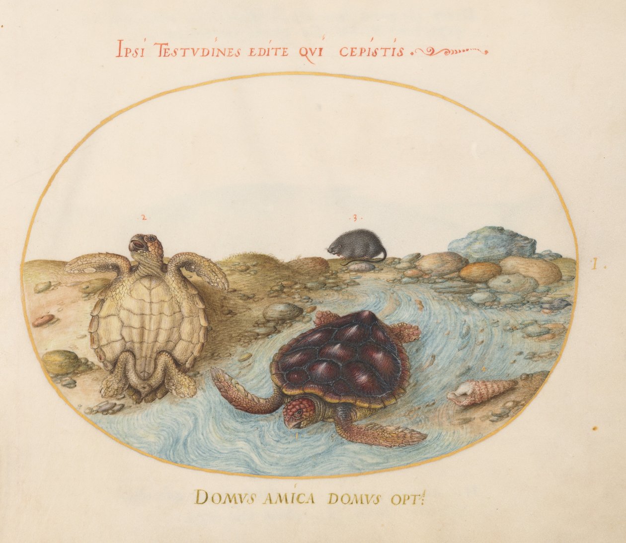 Plate 1: Skilpadder, en bisamrotte og skjell av Joris Hoefnagel