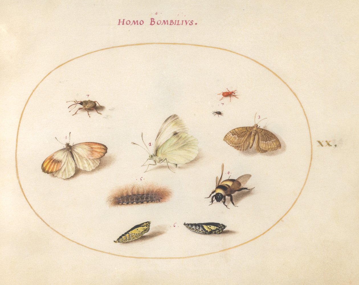 Plate 20: Tre sommerfugler, en larve, en bie, to krysalider og tre sniker av Joris Hoefnagel