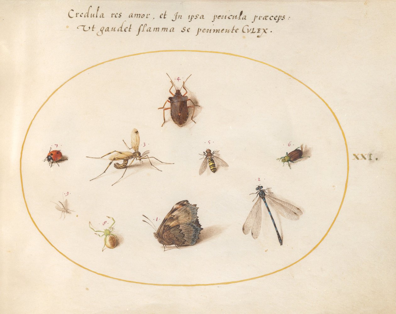 Plate 21: En sommerfugl med en øyenstikker, en marihøne og fem andre insekter av Joris Hoefnagel