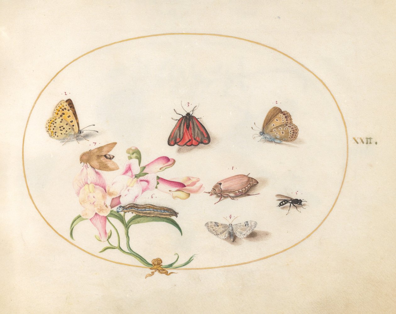 Plate 22: Sommerfugler med andre insekter og en Snapdragon av Joris Hoefnagel