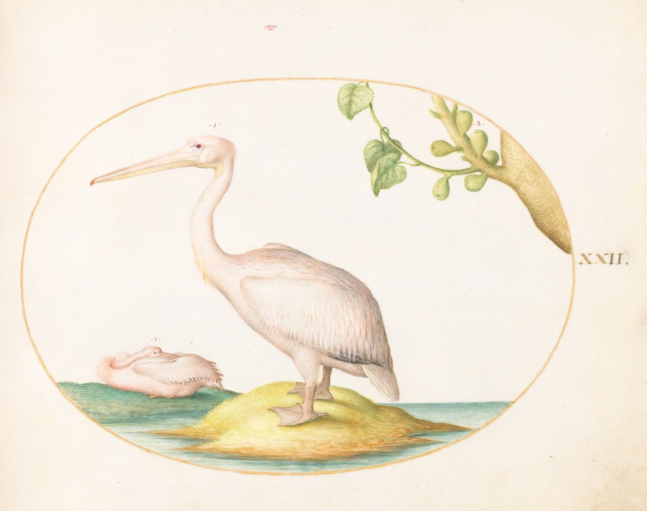 Plate 22: To hvite pelikaner med en platanfig av Joris Hoefnagel