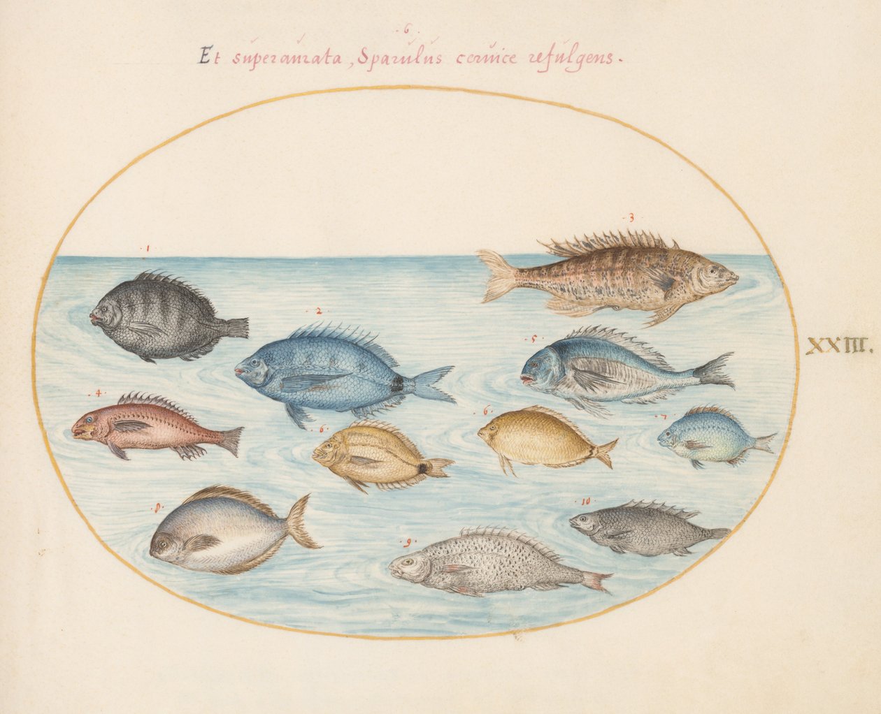 Plate 23: Brasme(?) og annen fisk av Joris Hoefnagel