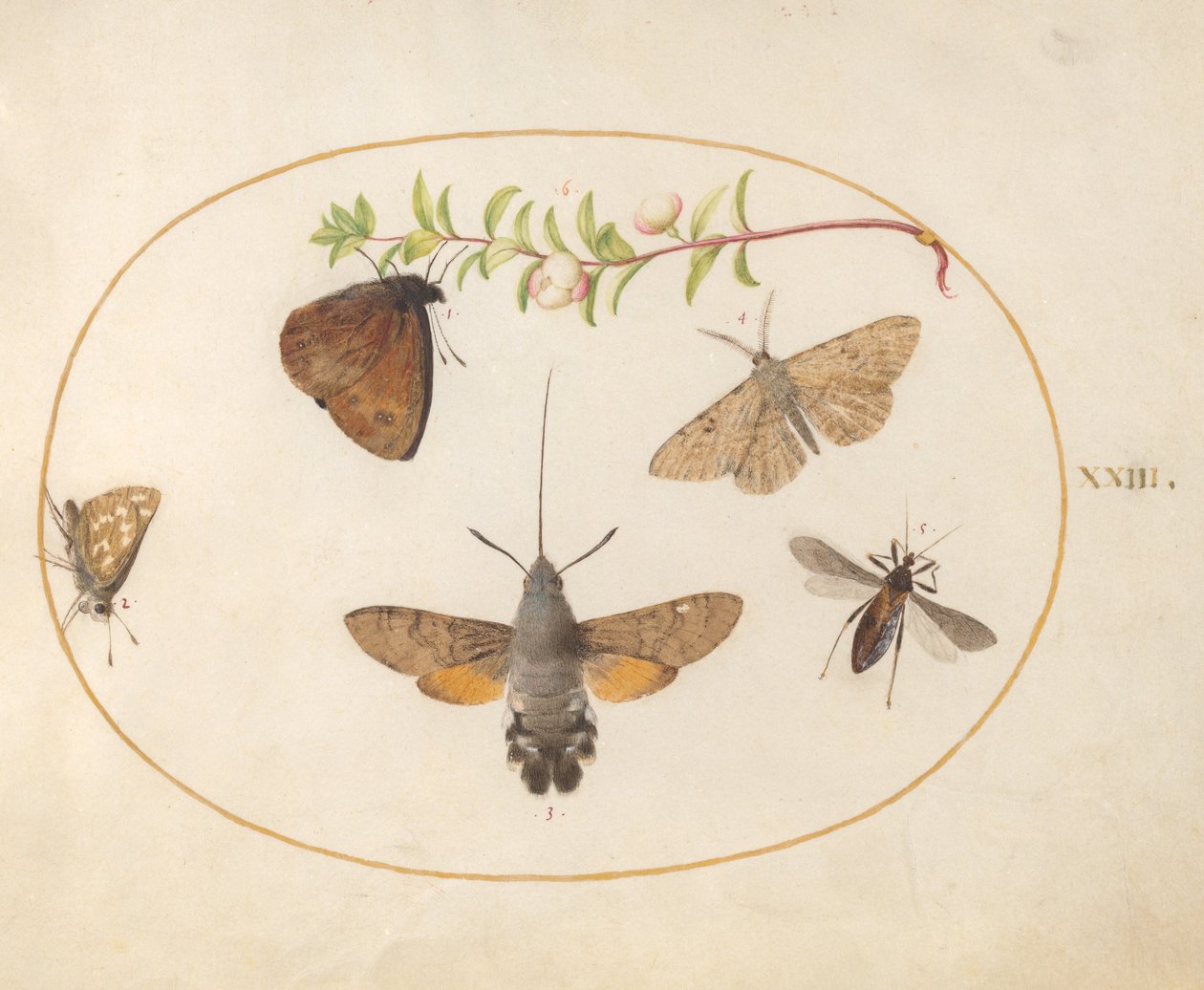 Plate 23: Hawk Moth, sommerfugler og andre insekter rundt en snøbærkvist av Joris Hoefnagel
