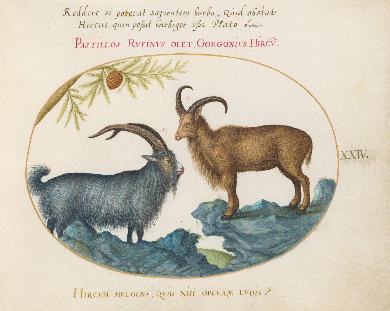 Plate 24: En villgeit og en barbarisk sau(?) av Joris Hoefnagel