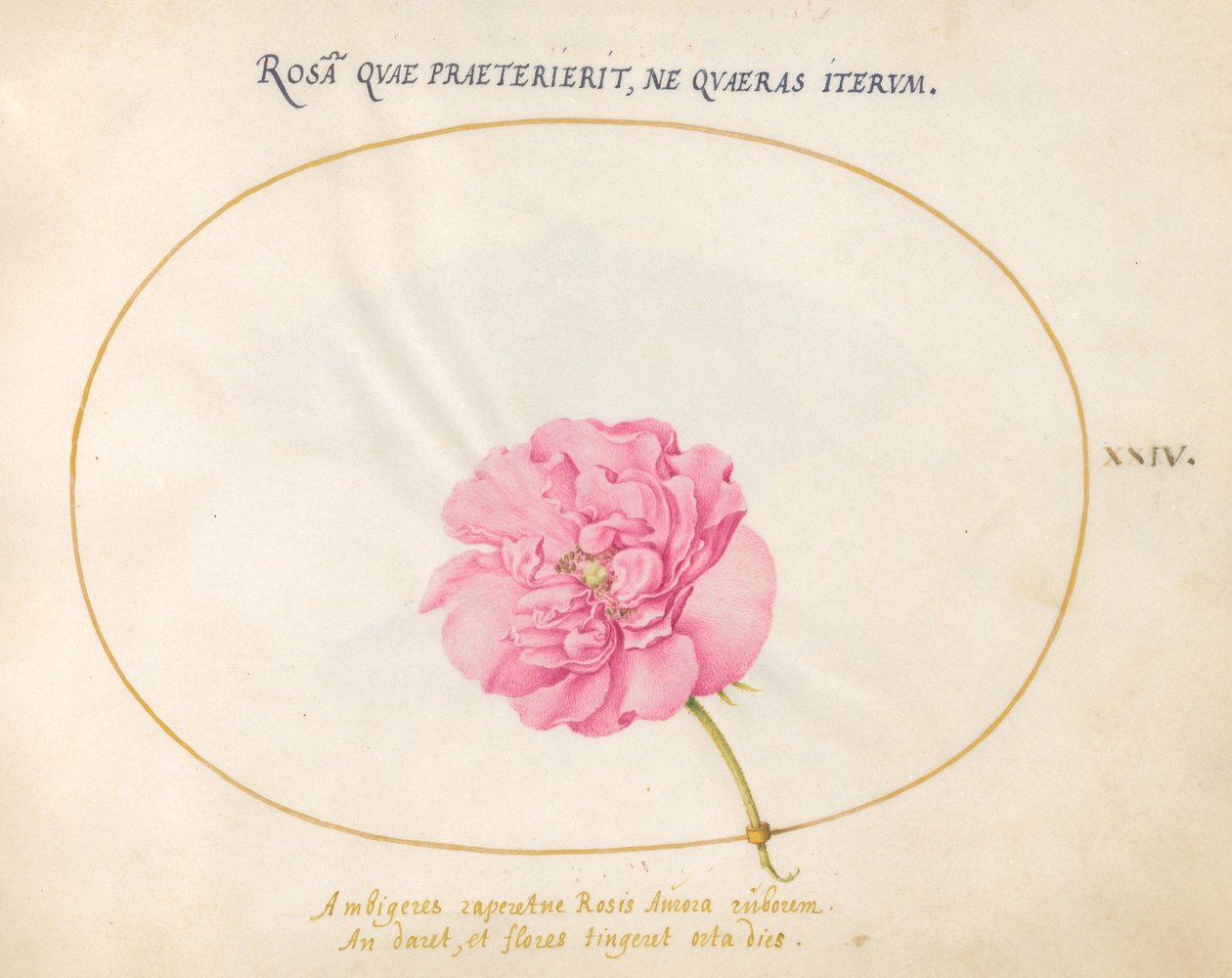 Tallerken 24: Rosa rose av Joris Hoefnagel