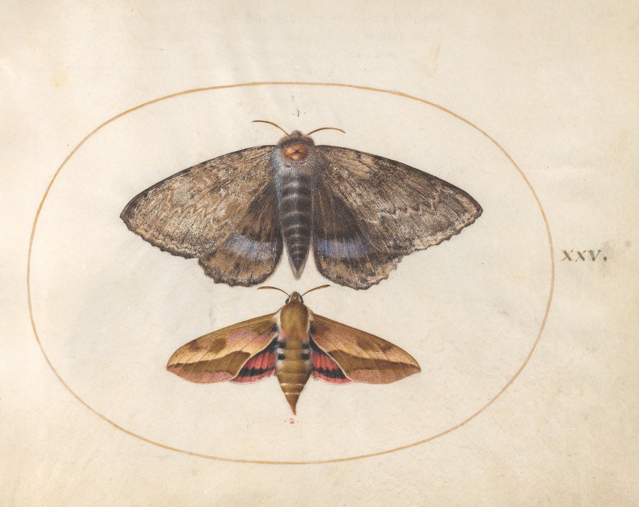 Plate 25: Blue Underwing Moth og Spurge Hawk Moth av Joris Hoefnagel