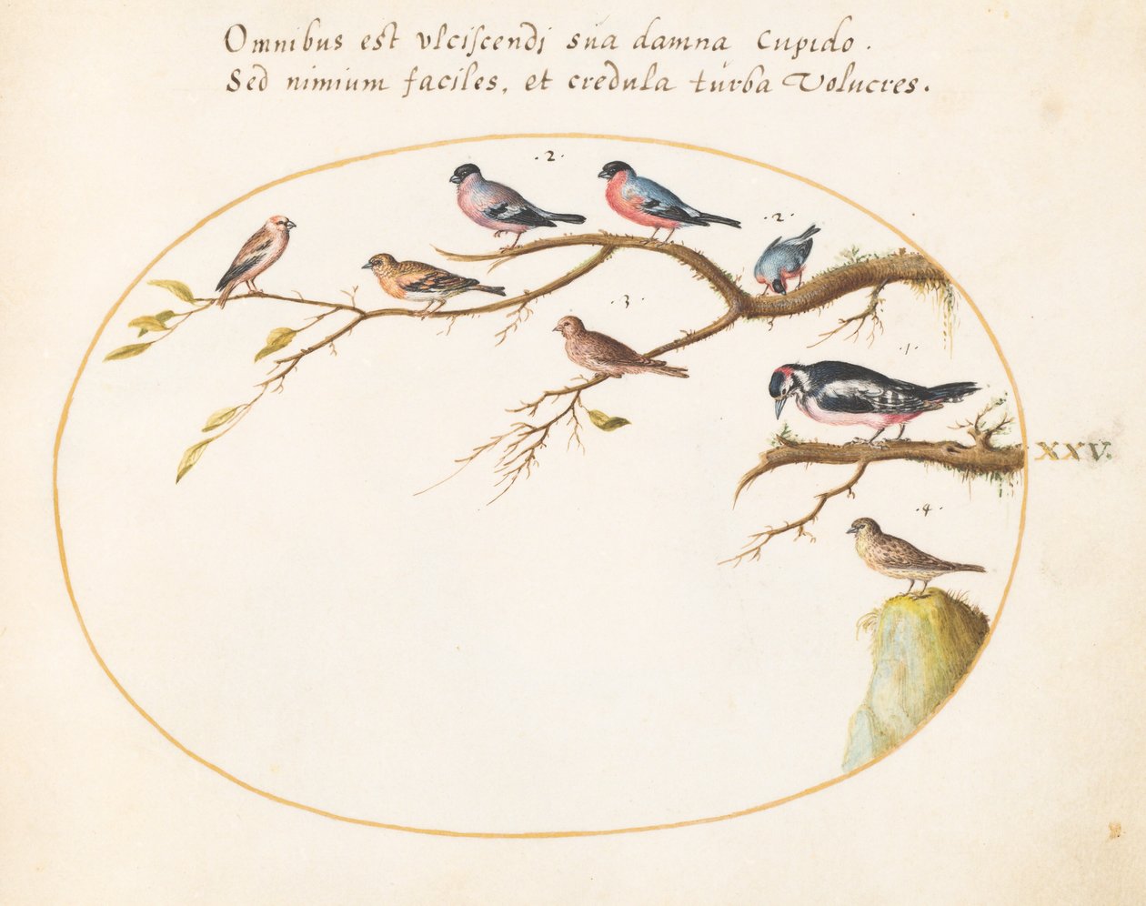 Plate 25: Stor flekkete spett, oksefugl, spurver og andre fugler av Joris Hoefnagel