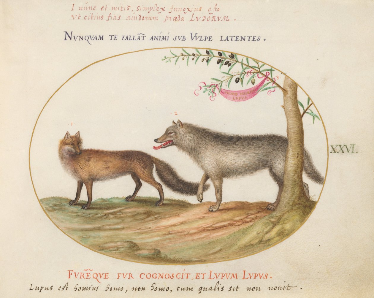 Plate 26: En rødrev og en ulv av Joris Hoefnagel
