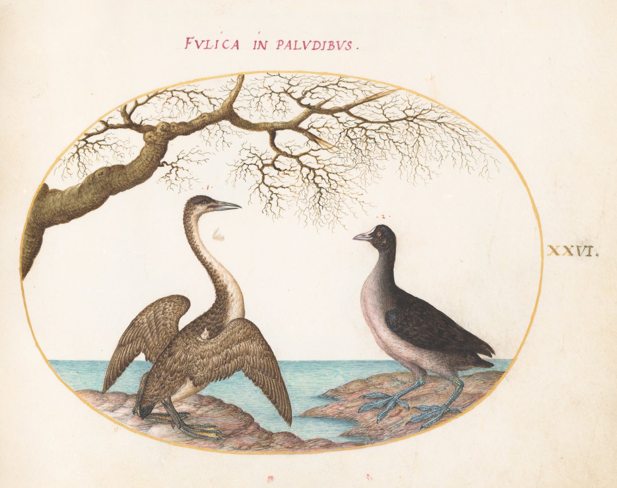 Plate 26: Skarv og sohne av Joris Hoefnagel