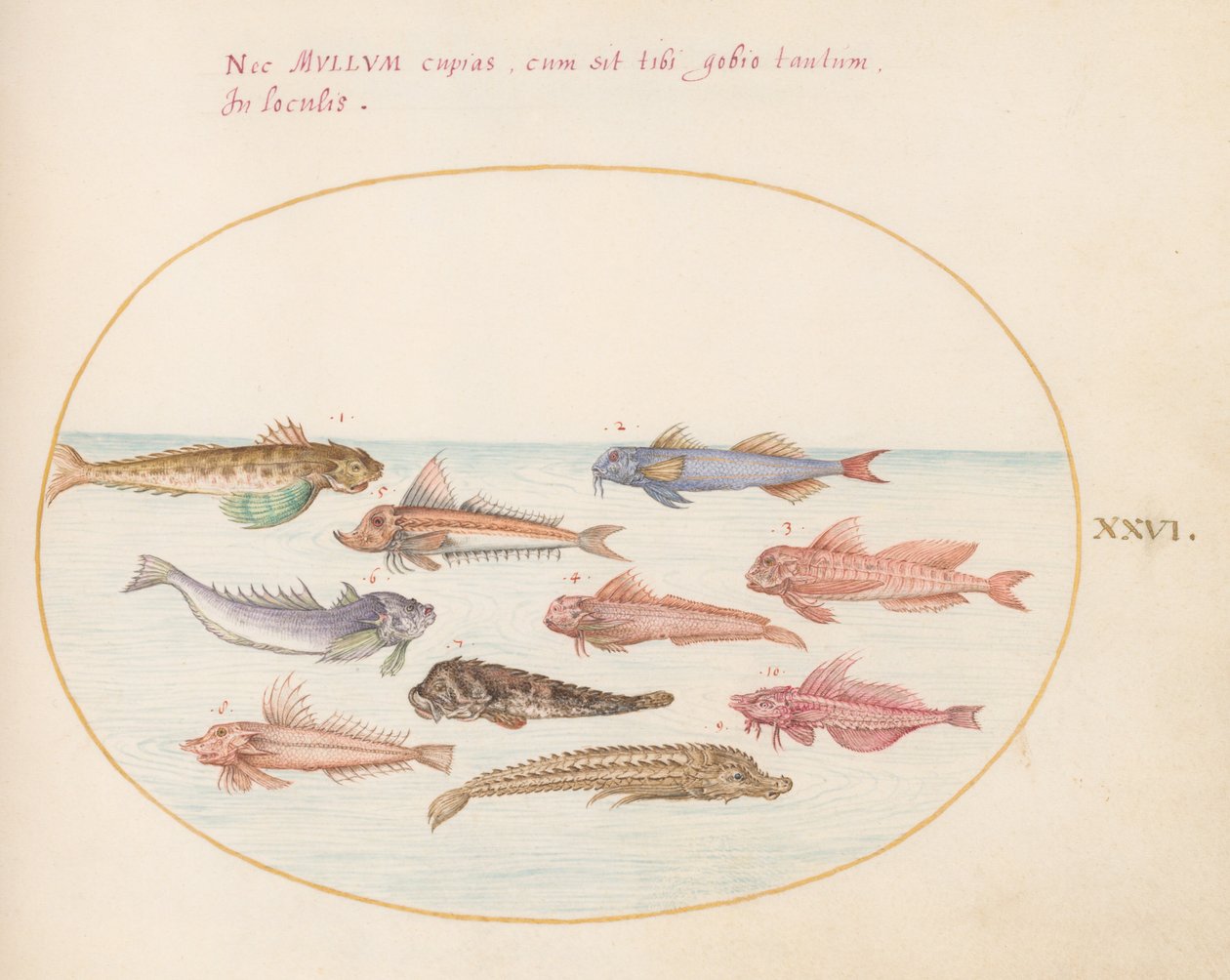 Plate 26: Gurnards, Dragonets og Other Fish av Joris Hoefnagel
